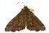  ( - 10ANIC-05684)  @14 [ ] CreativeCommons - Attribution (2010) CBG Photography Group Centre for Biodiversity Genomics