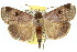  (Avitta ophiusalis - 10ANIC-05685)  @15 [ ] CreativeCommons - Attribution (2010) CBG Photography Group Centre for Biodiversity Genomics