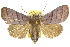  ( - 10ANIC-05687)  @15 [ ] CreativeCommons - Attribution (2010) CBG Photography Group Centre for Biodiversity Genomics