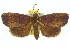  (Avitta discipuncta - 10ANIC-05689)  @14 [ ] CreativeCommons - Attribution (2010) CBG Photography Group Centre for Biodiversity Genomics