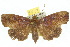  ( - 10ANIC-05690)  @14 [ ] CreativeCommons - Attribution (2010) CBG Photography Group Centre for Biodiversity Genomics