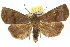  (Avitta zopheropa - 10ANIC-05692)  @15 [ ] CreativeCommons - Attribution (2010) CBG Photography Group Centre for Biodiversity Genomics