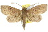  ( - 10ANIC-05697)  @15 [ ] CreativeCommons - Attribution (2010) CBG Photography Group Centre for Biodiversity Genomics