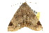  ( - 10ANIC-05701)  @13 [ ] CreativeCommons - Attribution (2010) CBG Photography Group Centre for Biodiversity Genomics