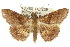  ( - 10ANIC-05715)  @15 [ ] CreativeCommons - Attribution (2010) CBG Photography Group Centre for Biodiversity Genomics