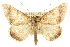  (Plecoptera_hn - 10ANIC-05717)  @15 [ ] CreativeCommons - Attribution (2010) CBG Photography Group Centre for Biodiversity Genomics