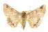  ( - 10ANIC-05720)  @15 [ ] CreativeCommons - Attribution (2010) CBG Photography Group Centre for Biodiversity Genomics