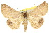 ( - 10ANIC-05721)  @15 [ ] CreativeCommons - Attribution (2010) CBG Photography Group Centre for Biodiversity Genomics