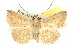  ( - 10ANIC-05724)  @14 [ ] CreativeCommons - Attribution (2010) CBG Photography Group Centre for Biodiversity Genomics
