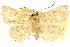 ( - 10ANIC-05725)  @14 [ ] CreativeCommons - Attribution (2010) CBG Photography Group Centre for Biodiversity Genomics
