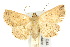  ( - 10ANIC-05727)  @14 [ ] CreativeCommons - Attribution (2010) CBG Photography Group Centre for Biodiversity Genomics