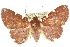  ( - 10ANIC-05728)  @14 [ ] CreativeCommons - Attribution (2010) CBG Photography Group Centre for Biodiversity Genomics