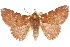  ( - 10ANIC-05730)  @14 [ ] CreativeCommons - Attribution (2010) CBG Photography Group Centre for Biodiversity Genomics