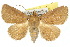  ( - 10ANIC-05735)  @15 [ ] CreativeCommons - Attribution (2010) CBG Photography Group Centre for Biodiversity Genomics
