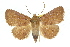  (Saroba - 10ANIC-05736)  @15 [ ] CreativeCommons - Attribution (2010) CBG Photography Group Centre for Biodiversity Genomics