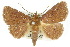  ( - 10ANIC-05737)  @14 [ ] CreativeCommons - Attribution (2010) CBG Photography Group Centre for Biodiversity Genomics