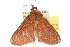  ( - 10ANIC-05739)  @13 [ ] CreativeCommons - Attribution (2010) CBG Photography Group Centre for Biodiversity Genomics
