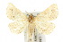 ( - 10ANIC-05773)  @14 [ ] CreativeCommons - Attribution (2010) CBG Photography Group Centre for Biodiversity Genomics