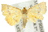  ( - 10ANIC-05783)  @14 [ ] CreativeCommons - Attribution (2010) CBG Photography Group Centre for Biodiversity Genomics