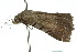  ( - 10ANIC-05785)  @13 [ ] CreativeCommons - Attribution (2010) CBG Photography Group Centre for Biodiversity Genomics