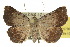  (Raparna1 lugubris - 10ANIC-05786)  @15 [ ] CreativeCommons - Attribution (2010) CBG Photography Group Centre for Biodiversity Genomics