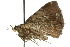  ( - 10ANIC-05787)  @13 [ ] CreativeCommons - Attribution (2010) CBG Photography Group Centre for Biodiversity Genomics