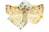  ( - 10ANIC-05788)  @15 [ ] CreativeCommons - Attribution (2010) CBG Photography Group Centre for Biodiversity Genomics