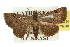  ( - 10ANIC-05794)  @14 [ ] CreativeCommons - Attribution (2010) CBG Photography Group Centre for Biodiversity Genomics