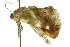  ( - 10ANIC-05803)  @13 [ ] CreativeCommons - Attribution (2010) CBG Photography Group Centre for Biodiversity Genomics