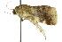  ( - 10ANIC-05804)  @13 [ ] CreativeCommons - Attribution (2010) CBG Photography Group Centre for Biodiversity Genomics