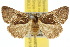  ( - 10ANIC-05870)  @15 [ ] CreativeCommons - Attribution (2010) CBG Photography Group Centre for Biodiversity Genomics