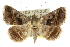  (Acantholipes trajecta - 10ANIC-05902)  @15 [ ] CreativeCommons - Attribution (2010) CBG Photography Group Centre for Biodiversity Genomics