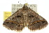  ( - 10ANIC-05903)  @14 [ ] CreativeCommons - Attribution (2010) CBG Photography Group Centre for Biodiversity Genomics