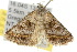  ( - 10ANIC-05904)  @13 [ ] CreativeCommons - Attribution (2010) CBG Photography Group Centre for Biodiversity Genomics