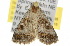  ( - 10ANIC-05905)  @13 [ ] CreativeCommons - Attribution (2010) CBG Photography Group Centre for Biodiversity Genomics