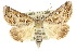  ( - 10ANIC-05910)  @15 [ ] CreativeCommons - Attribution (2010) CBG Photography Group Centre for Biodiversity Genomics