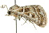  ( - 10ANIC-05911)  @13 [ ] CreativeCommons - Attribution (2010) CBG Photography Group Centre for Biodiversity Genomics