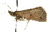  ( - 10ANIC-05915)  @13 [ ] CreativeCommons - Attribution (2010) CBG Photography Group Centre for Biodiversity Genomics
