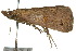  ( - 10ANIC-05916)  @13 [ ] CreativeCommons - Attribution (2010) CBG Photography Group Centre for Biodiversity Genomics