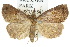  ( - 10ANIC-05917)  @15 [ ] CreativeCommons - Attribution (2010) CBG Photography Group Centre for Biodiversity Genomics