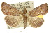  ( - 10ANIC-05923)  @15 [ ] CreativeCommons - Attribution (2010) CBG Photography Group Centre for Biodiversity Genomics