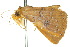  ( - 10ANIC-05932)  @12 [ ] CreativeCommons - Attribution (2010) CBG Photography Group Centre for Biodiversity Genomics