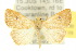  ( - 10ANIC-05933)  @14 [ ] CreativeCommons - Attribution (2010) CBG Photography Group Centre for Biodiversity Genomics
