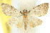  ( - 10ANIC-05950)  @14 [ ] CreativeCommons - Attribution (2010) CBG Photography Group Centre for Biodiversity Genomics