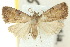  (Tolpia sp. ANIC5 - 10ANIC-05951)  @11 [ ] CreativeCommons - Attribution (2010) CBG Photography Group Centre for Biodiversity Genomics