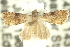  ( - 10ANIC-05953)  @13 [ ] CreativeCommons - Attribution (2010) CBG Photography Group Centre for Biodiversity Genomics
