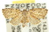  (Tolpia sp. ANIC1 - 10ANIC-05955)  @11 [ ] CreativeCommons - Attribution (2010) CBG Photography Group Centre for Biodiversity Genomics