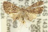  ( - 10ANIC-05958)  @11 [ ] CreativeCommons - Attribution (2010) CBG Photography Group Centre for Biodiversity Genomics