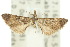  (Tolpia sp. ANIC4 - 10ANIC-05961)  @13 [ ] CreativeCommons - Attribution (2010) CBG Photography Group Centre for Biodiversity Genomics