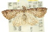  ( - 10ANIC-05962)  @15 [ ] CreativeCommons - Attribution (2010) CBG Photography Group Centre for Biodiversity Genomics